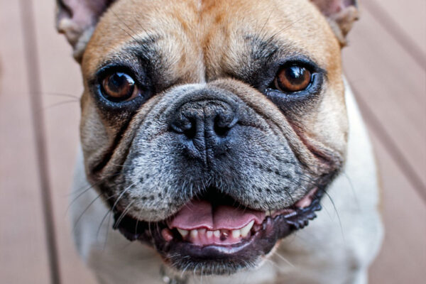 Tips To Keep Your French Bulldogs Teeth Healthy - French Bulldog Breed ...