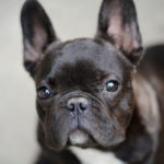 French bulldog - French Bulldog Breed