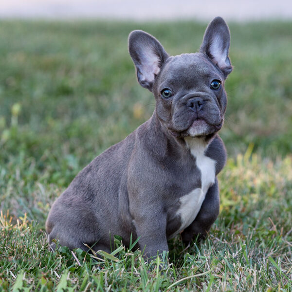 Blue French Bulldog - The Ultimate Guide - French Bulldog Breed