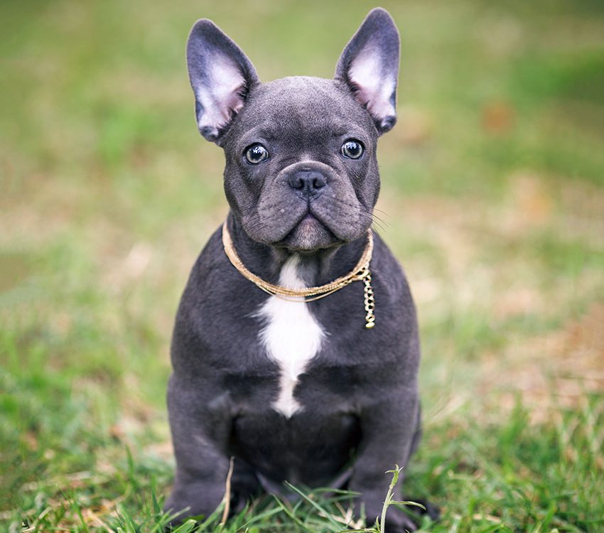 french bulldog collar Archives - French Bulldog Breed