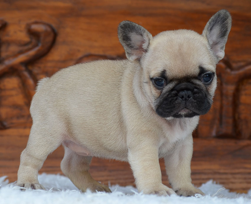 Our Breeding French Bulldog Breed