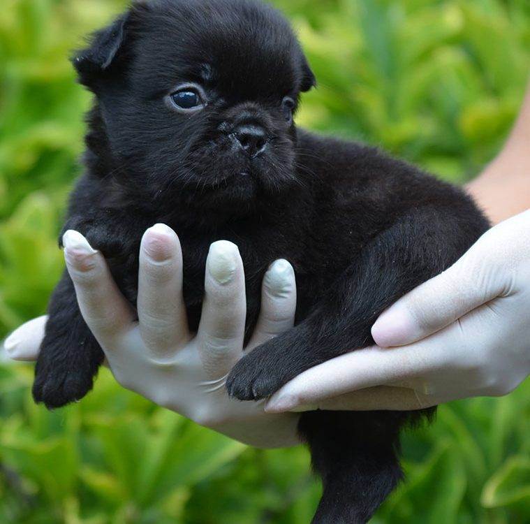 French Bulldog Archives - i Still Love Dogs